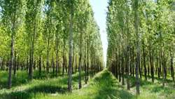 خودکفایی در تامین چوب از خروج 1.5 میلیارد دلار جلوگیری می‌کند.
