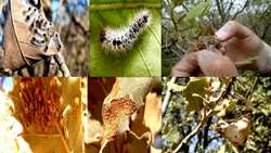 فاز دوم طرح ملی پایش آفات جنگل‌ها و مراتع کلید خورد.
