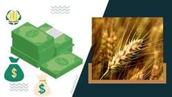 آخرین وضعیت نرخ خرید تضمینی گندم