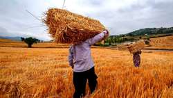 اجرای تناوب کشت گندم و کلزا