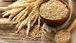 واگذاری خرید تضمینی گندم 6 استان به سازمان تعاون روستایی/ دولت برای اولین بار ردیف اعتبار ‌برای تشکل‌ها تعیین کرد.