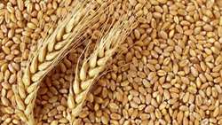 پیش‌بینی خرید 8.5 میلیون تن گندم در سال زراعی جاری