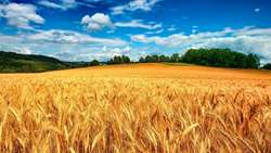 5 راهبرد برای خودکفایی پایدار گندم ‌