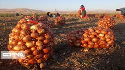 رییس سازمان تعاون روستایی ایران: ارتقای بهره‌وری با ارتقای مهارت سرمایه انسانی و توانمندسازی تشکل‌ها