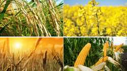 آفت خرید تضمینی برای کشاورزی