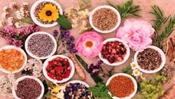 مجری طرح گیاهان دارویی خبر داد: توسعه کشت گیاهان دارویی در سطحی بالغ بر 40 هزار هکتار در سالجاری