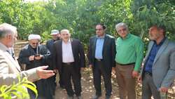معاون وزیر جهاد کشاورزی: دانش و فناوری برای باغداران در اولویت قرار گیرد.