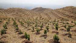 طرح کاشت یک میلیارد درخت؛ نماد سرمایه اجتماعی