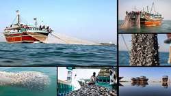 تدوین دستورالعمل استاندارد صید در آب‌های عمیق به زودی نهایی می‌شود.