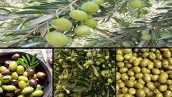 حکایت دو دهه خوش نشینی آفت مگس زیتون؛ روزگار سیاه «طلای سبز» در رودبار/ باغداران پای کار بیایند.