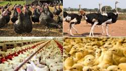 نتایج بررسی تولید طیور در سال 1401؛ 97.5 درصد تولید طیور کشور مربوط به مرغ است.