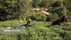 رئیس سازمان چای عنوان کرد تولید بیش از 26 هزار تن چای خشک در کشور/70 درصد چای وارداتی است.