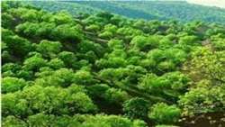 سرپرست سازمان منابع طبیعی و آبخیزداری خبر داد: جنگل‌های زاگرس تامین کننده 40 درصد آب کشور/ تعداد استان‌های بیابانی به عدد 21 رسید.