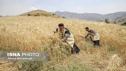 معاون وزیر جهادکشاورزی عنوان کرد تصمیمی برای قیمت‌ گندم گرفته نشده/ باید به معیشت دیم‌کاران توجه کنیم.