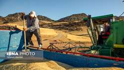 خرید تضمینی 10 میلیون و 300 هزار تن گندم/ خوزستان صدرنشین خریدها
