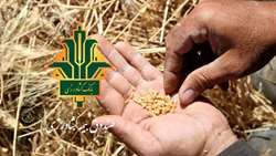 بیمه محصولات کشاورزی چتری برای کاهش ریسک‌ تولید