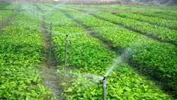 قول وزارت جهاد کشاورزی برای اجرای طرح الگوی کشت تا 6 ماه دیگر/سازوکار اجرا آماده شد.