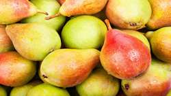 طبق آمار گمرک: درآمد یک و نیم میلیارد دلاری کشور از صادرات سیب و به و گلابی