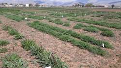 خودکفایی در تولید علوفه با اجرای طرح ملی تولید بذر گواهی شده گون علوفه‌‌ای