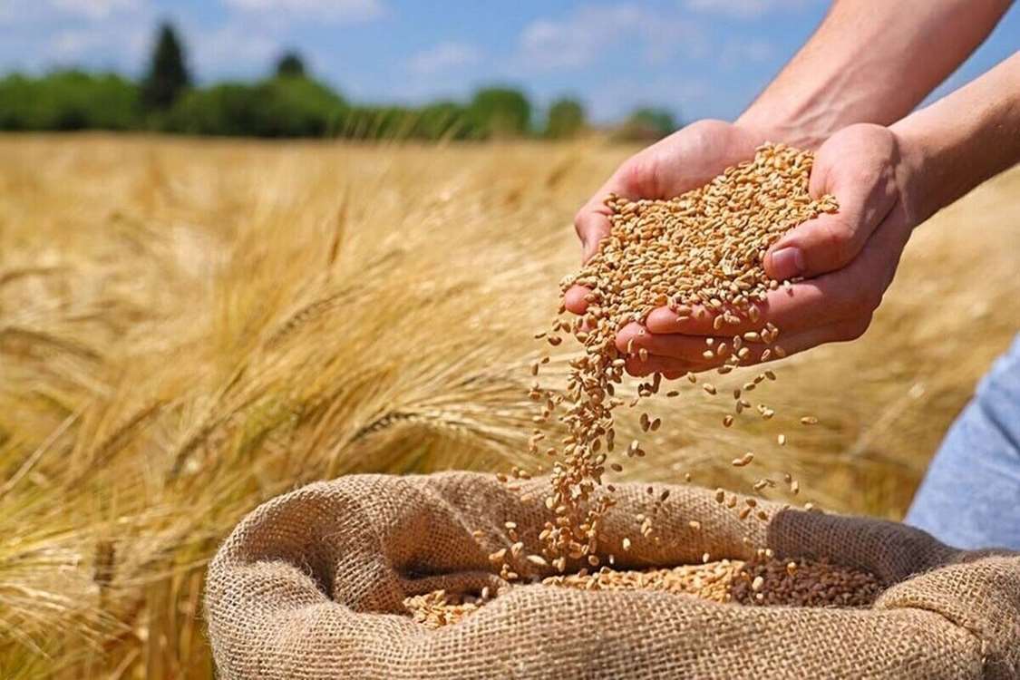 گندم 