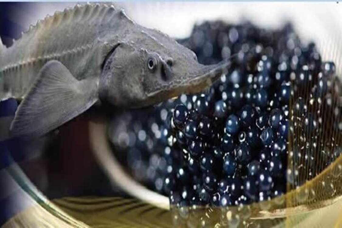 5875562 