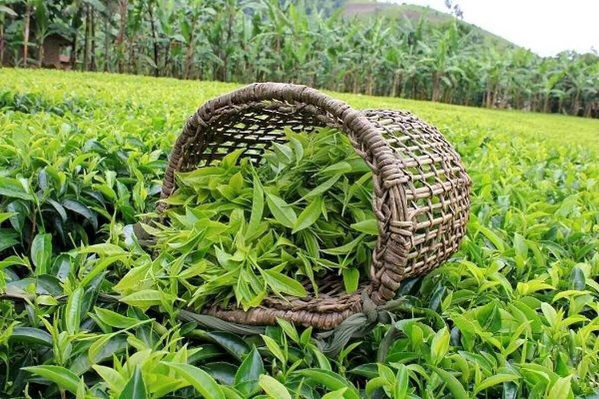 برداشت بیش از 41 هزار تن برگ سبز چای بهاره/ 162 میلیارد تومان از مطالبات چایکاران پرداخت شد