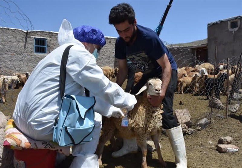 سویه جدید تب برفکی در کشور کنترل شد.