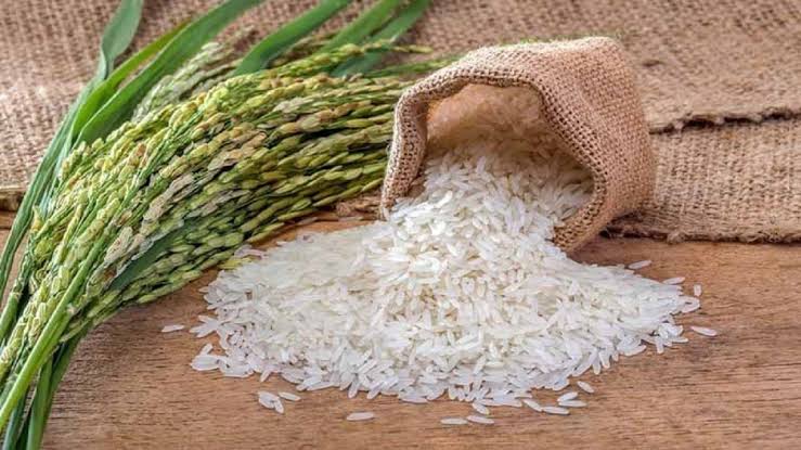 تولید برنج به ۲ میلیون و ۳۰۰ هزار تن می‌رسد.