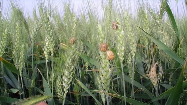 مبارزه علیه آفت سن گندم به ۲ میلیون و ۸۰۰ هزار هکتار رسید.